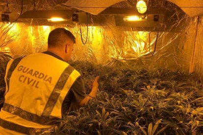 ​Comissen 221 plantes de marihuana al desmantellar una plantació a Torredembarra