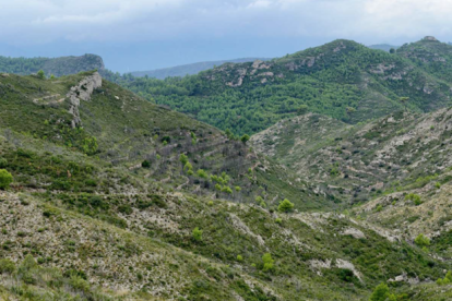 Cor de la serra de Cardó, on es vol obrir una de les pistes forestals.