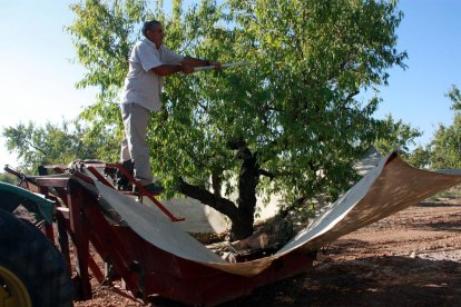 Les cooperatives de Tarragona preveuen un 40% més de producció d'ametlla que la campanya passada