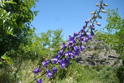 Es troba a Ulldemolins una planta endèmica de Catalunya en perill d'extinció