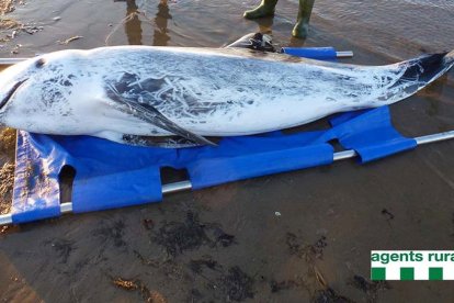 Exemplar de cap d'olla trobat a la platja de Riumar a Deltebre el 13 de març de 2016