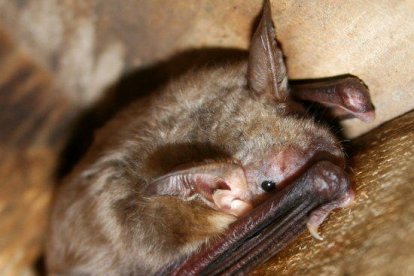 Un dels exemplars de ratpenat rater gros localitzats en una caixa refugi al delta de l'Ebre el passat estiu per tècnics del parc natural.