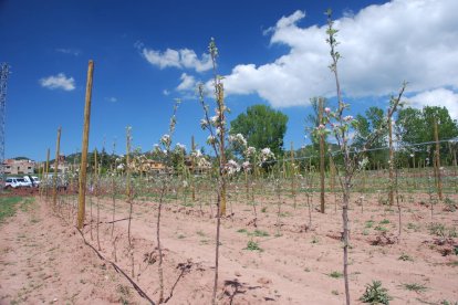 Èxit en el cultiu de la poma a Prades