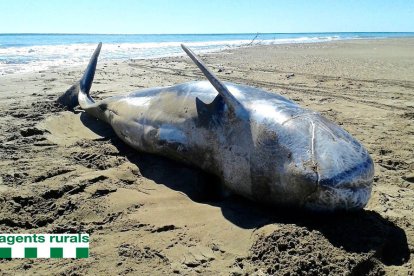 Apareix un altre exemplar de dofí cap d'olla gris en una platja de l'illa de Buda