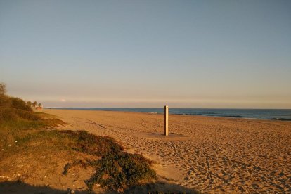 La playa de las Madrigueres del Vendrell se está recuperando como espacio natural.