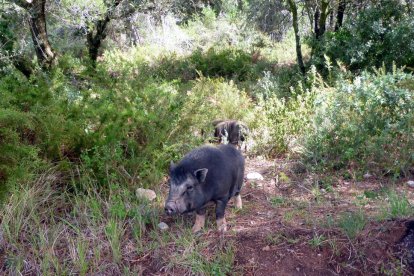 Els Agents Rurals capturen tres porcs vietnamites als afores de Falset