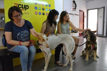 La CUP presenta una moció de  68 pàgines sobre el dret dels animals