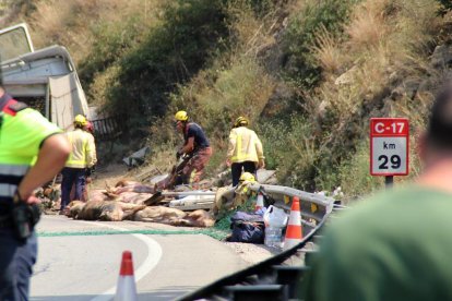 Advocats tarragonins reclamen que es pugui rescatar els animals accidentats