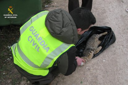 El gato muerto.