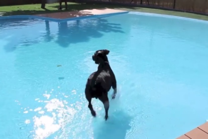 Un perro jugando al Sangulí.