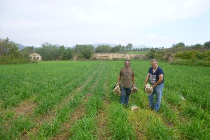 Camp de calçots i dos productors de l'Àrea de Valls.