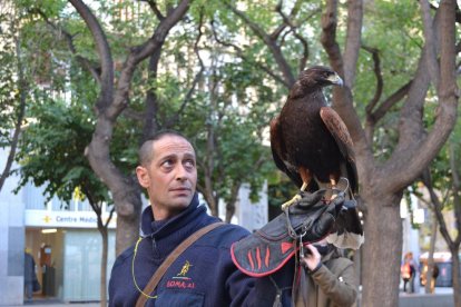 Hay muchas maneras de controlar las palomas