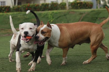 «El seu cos estava custodiat pels dos pitbulls» que no deixaven que ningú s'acostés al cadàver, va explicar el xèrif James L. Agnew