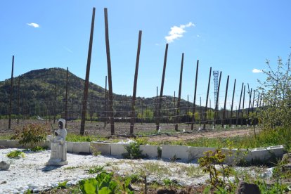 Imatge d'un camp de llúpol a Prades.