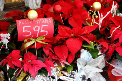 El distribuïdor ven la planta de Nadal a 5,95 euros.