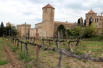 Una viña dentro de los muros del monasterio de Poblet, en el fondo de la imagen.