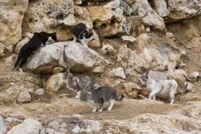 Creix el nombre d'abandonaments de gats a la ciutat en el darrer estiu