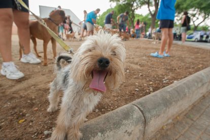 Los propietarios de perros, a favor que se sancionen las conductas incívicas