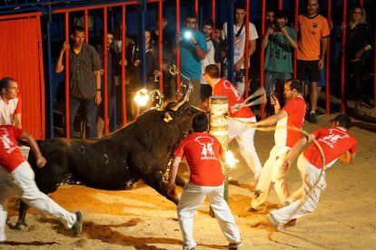 Uno de los bueyes embolados del concurso que tuvo lugar en Sant Jaume d'Enveja el pasado 25 de junio.