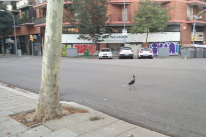 Un dels ocells alliberats que campava pels carrers del voltant del zoo.