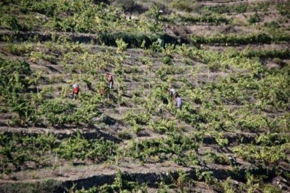 Pla general, des de lluny, de diversos treballadors veremant en unes vinyes de coster de Porrera, al Priorat, el 18 de setembre de 2015.