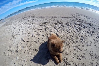 Els gossos ja no podran entrar a les platges de Cambrils