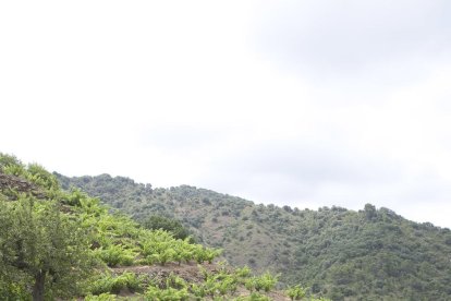 El club de vinos más importante de Europa da el sábado el pistoletazo de salida al año Priorat-Montsant