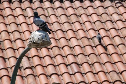 La Diputación destina casi medio millón de euros para combatir insectos y palomas