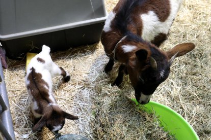 La pequeña Fira, con su madre, en el recinto de Bestial.