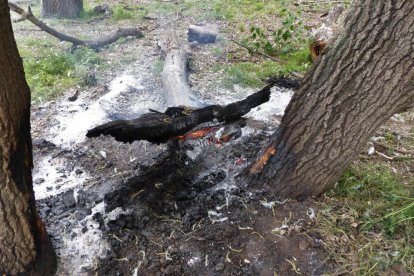 Restos de árboles quemados en la Illa dels Bous de Vinallop.