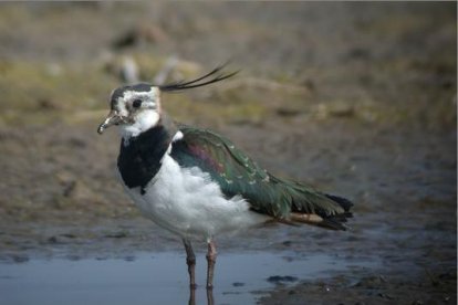 Avefría (Vanellus vanellus), una de las especies de limícolas más afectadas por el secamiento invernal de los arrozales.