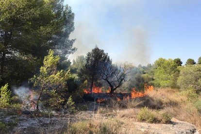 El foc calcina massa forestal.