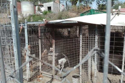 Els animals de la gossera, en una imatge de finals de juliol.