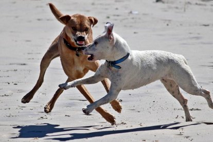 El Gobierno Holandés obliga las mascotas y sus amos|dueños a hacer un cursillo.