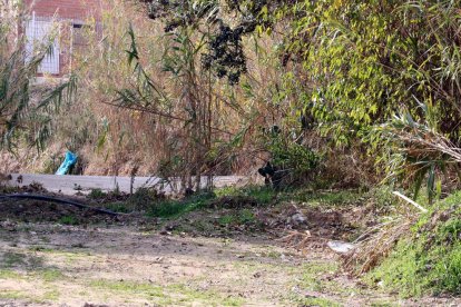 Barranc pròxim en uns vivers de Mont-roig del Camp, on va aparèixer un cadàver dins una bossa d'escombraries.