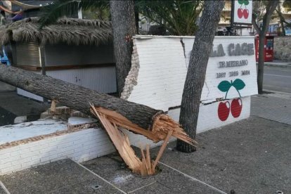 El árbol, que cayó a la terraza, ha destrozado el muro exterior de la Cage.