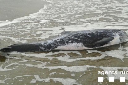 L'exemplar va ser trobat a la platja de l