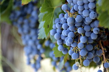 L'home és propietari d'un celler de Tivissa.