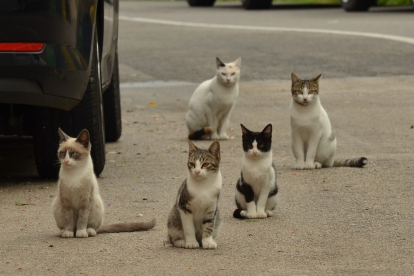 La gata va morir com a conseqüència de l'atac dels cans.