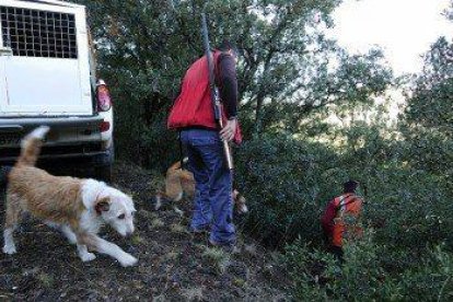 La població de senglars del Bosc de Poblet es quadruplica des del 2014