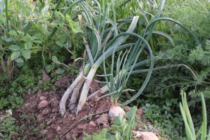 La primera Calçofest de Valls posa punt i final a la temporada de calçots amb centenars d'assistents