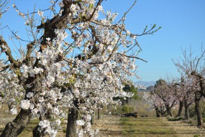 Unió de Pagesos vol recuperar l'ajuda estatal de 120,75 euros per hectàrea pels fruits de closca i garrofa