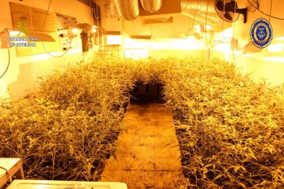 Los agentes también han confiscado 200 gramos de hachís, 100 gramos de marihuana y varias herramientas para el cultivo.