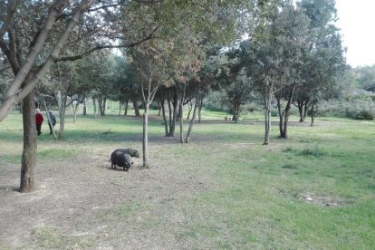 Imagen de dos cerdos asilvestrados en el parque de Sant Pere i Sant Pau.