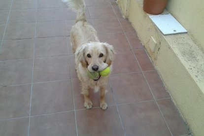 Imatge d'en Woody, el perro desaparecido a Seguro de Calafell este jueves 6 de abril.