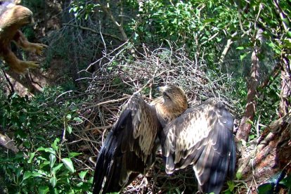 Captura d'imatges enregistrades per la càmera web instal·lada al niu d'una parella d'àguila calçada al parc natural dels Ports. Imatge del 7 d'abril de 2017