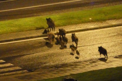 Imatge d'arxiu d'un grup de senglars creuant per un nucli urbà.