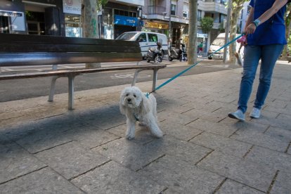 El importe de la licitación es de 79.999,15 euros e incluye el servicio veterinario y de adopción.