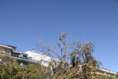 Imagen de un árbol en el suelo en Salou.