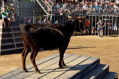 Imatge d'arxiu d'un bou damunt una tarima.